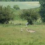 Reethus Starkikker Херингсдорф